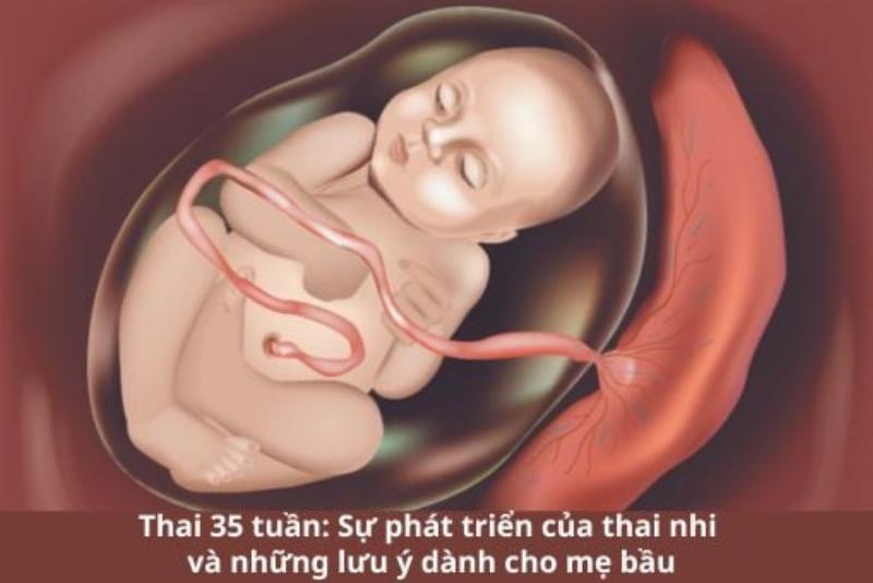 Hình ảnh minh họa thai nhi đang phát triển khỏe mạnh trong tử cung ở tuần thứ 36, trông giống một em bé sơ sinh mũm mĩm